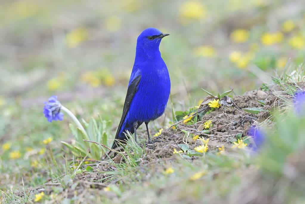 10 Stunning Bird Species – Amazing