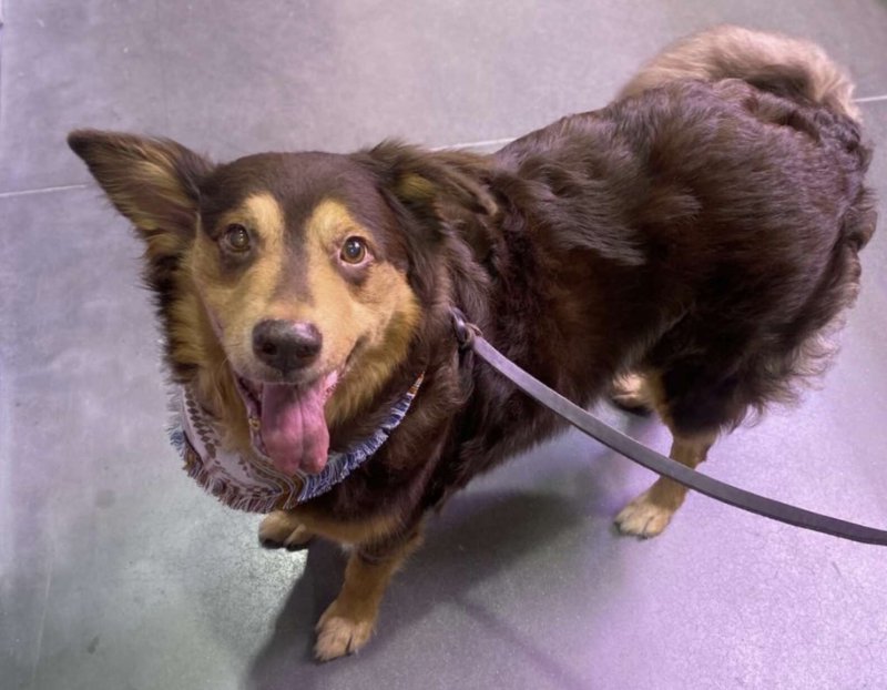 The sick dog couldn’t hide its happiness when people decided to help it – Amazing