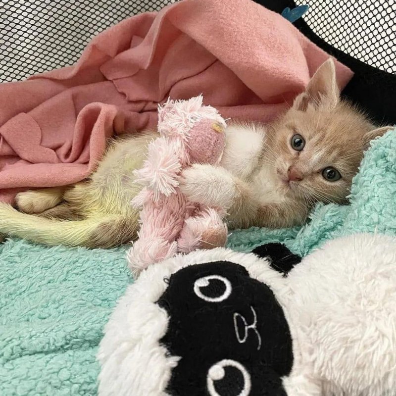 A homeless kitten mewled and dragged its paws – Amazing