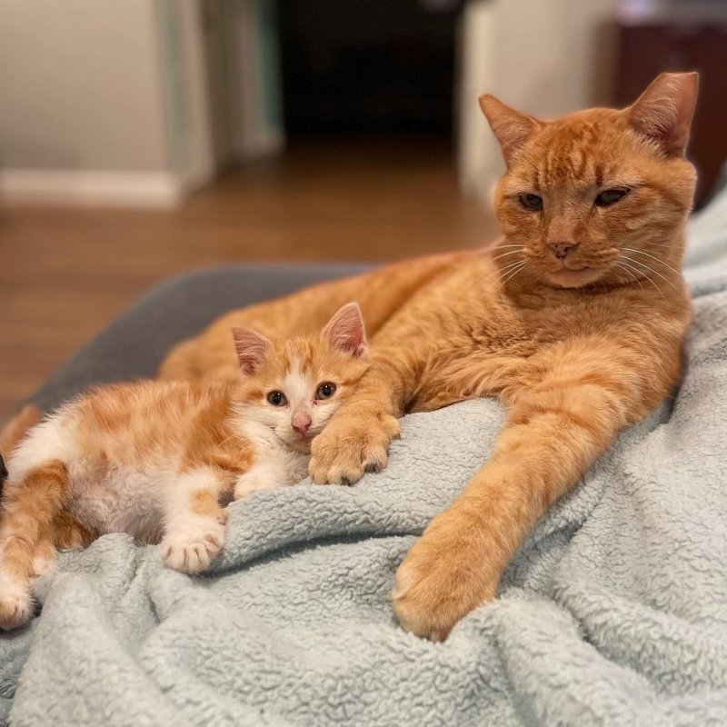 Elderly cat melted when it saw a tiny kitten – Amazing