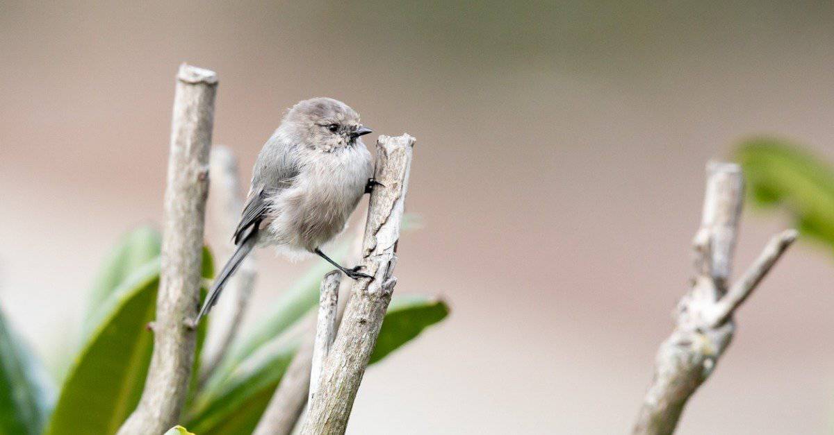 Birds with Foolish Talons: 8 Idiotic U.S. Species – Amazing