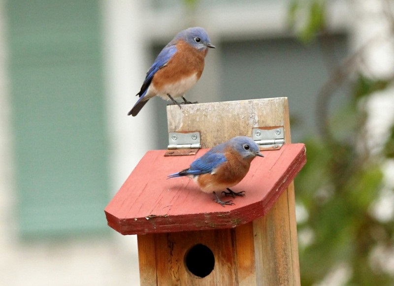 Eastern Bluebird (Sialia sialis): The Sky’s Songbird – Amazing