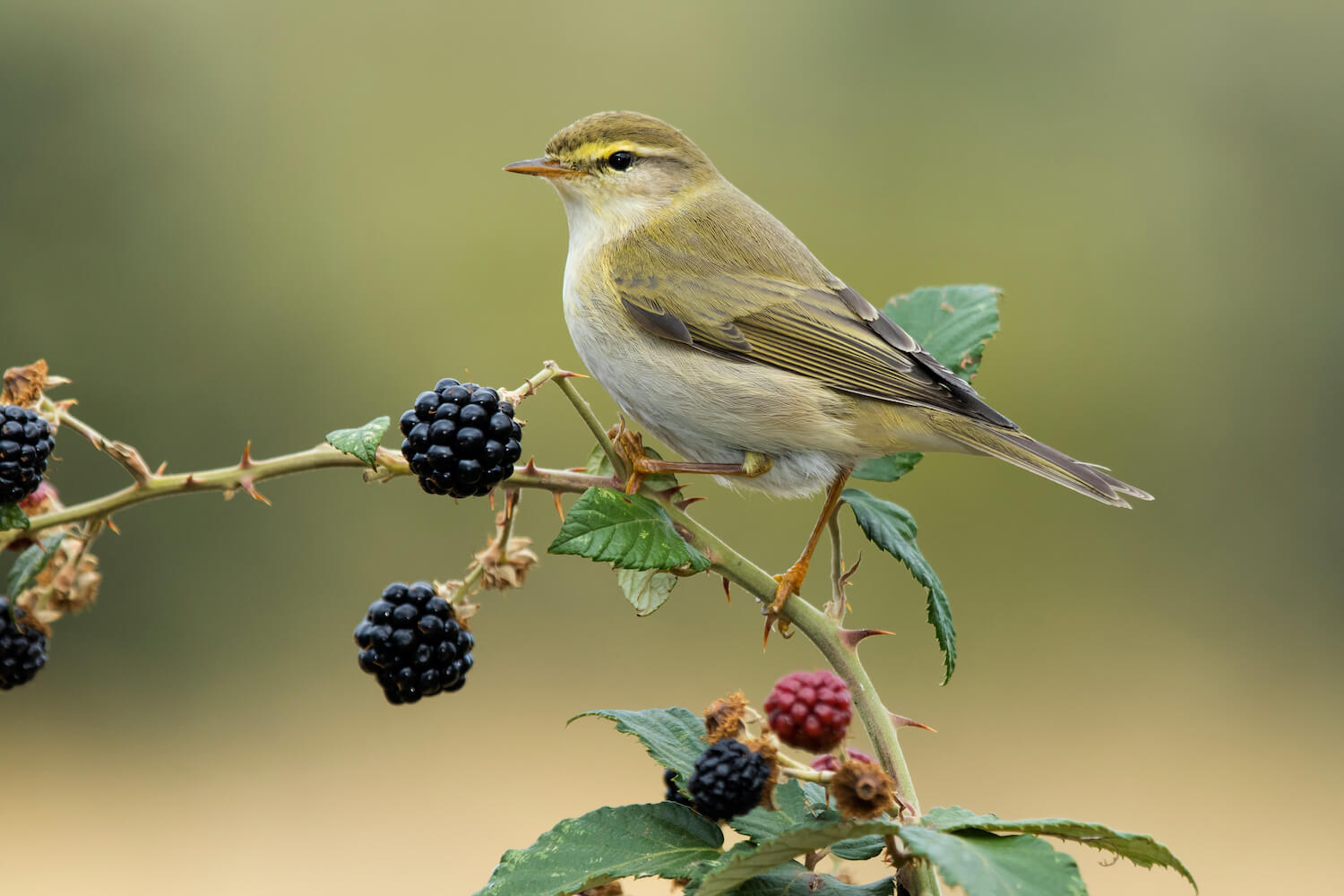 Willow Warbler: The Melodious Songbird – Amazing