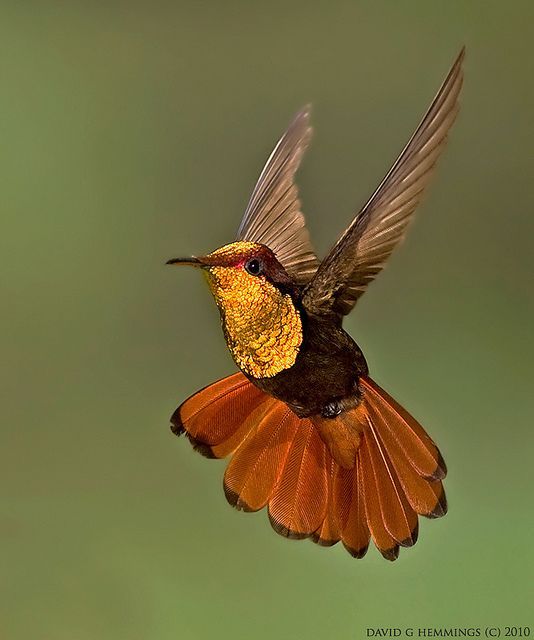 Compilation of the most stunning bird imagery. Please vote for your favorite bird species! – Amazing