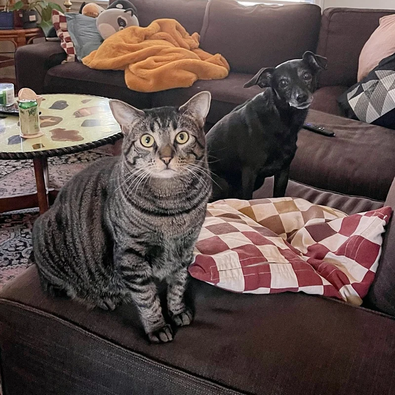 Shy Cat Falls Head Over Heels for Family Who Took a Chance on Her, Transforming Right in Front of Their Eyes – Amazing