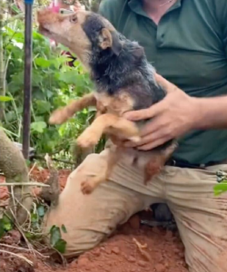 A Miraculous Rescue: Unearthing Hope for a Dog Buried Underground for 56 Hours – Amazing
