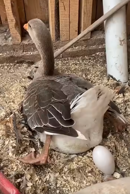 The Reproduction of Geese: Egg-Laying and Offspring Care – Amazing