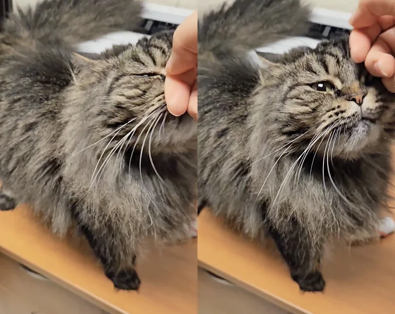 Shelter Cat Doesn’t Know How to Open Up, Hiding Away, Until She Joins Staff in Office and Totally Blossoms – Amazing
