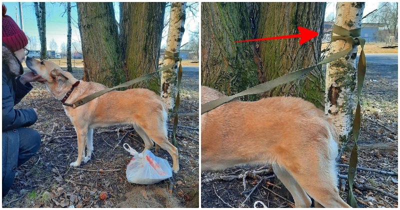 The dog was abandoned and tied to a tree in the park, leaving a bag of food nearby – Amazing