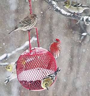 Surviving Cold: Birds’ Feathered Food Strategy – Feathers + Food = Warmth – Amazing