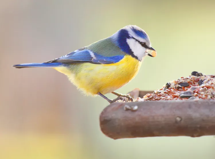 Birds Watch Birds: Good Food or Gross? – Amazing
