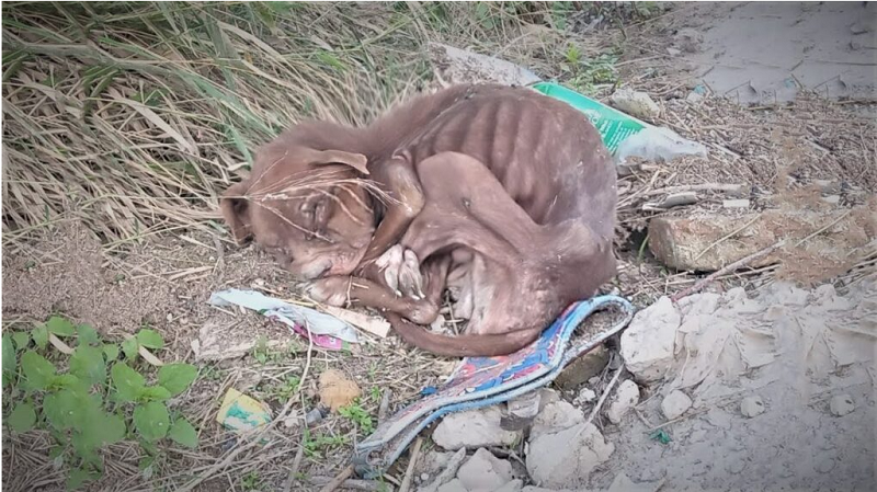The Miraculous Journey of the Emaciated Dog – Amazing