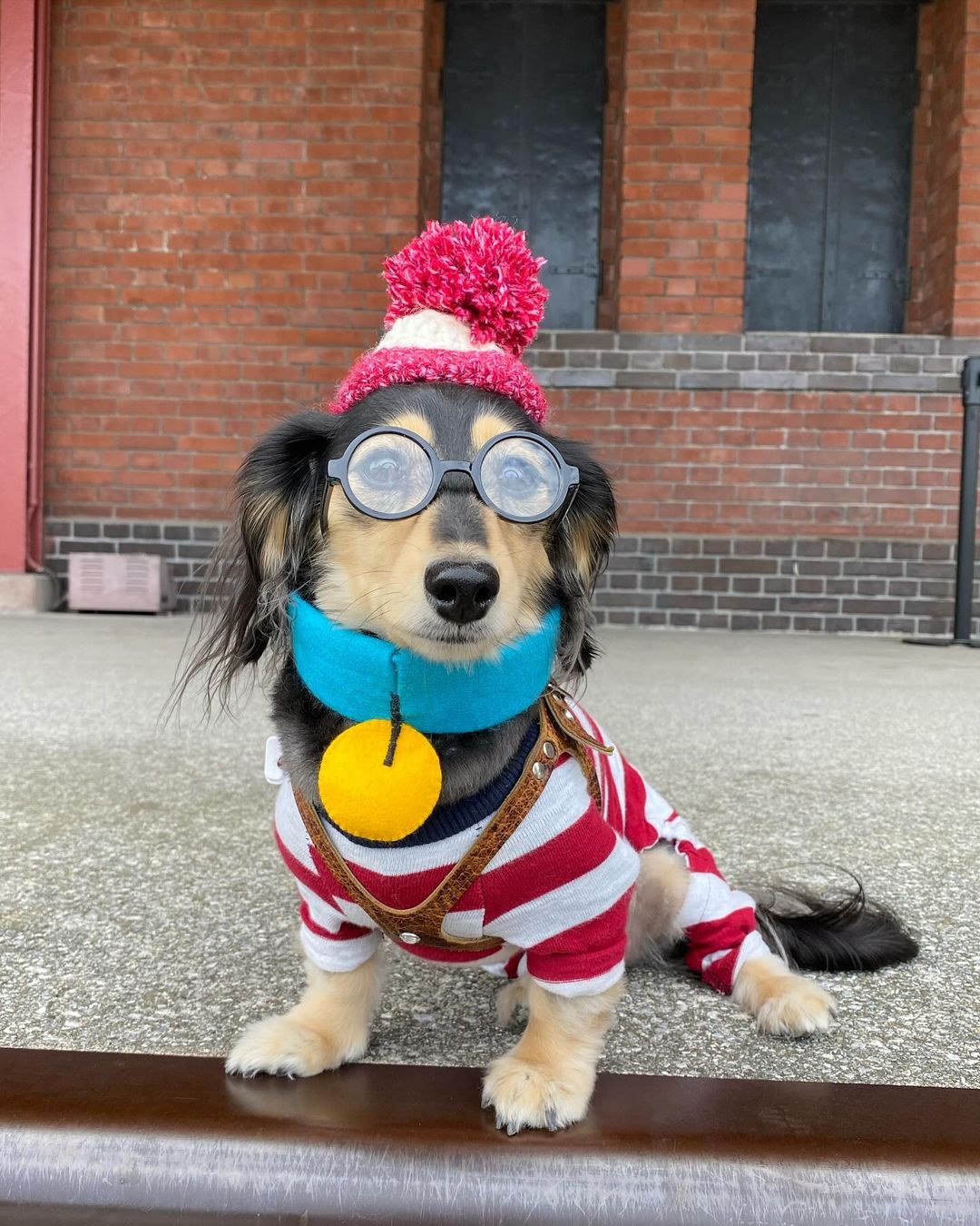 1. A Storied Past: The Origins of the Dachshund