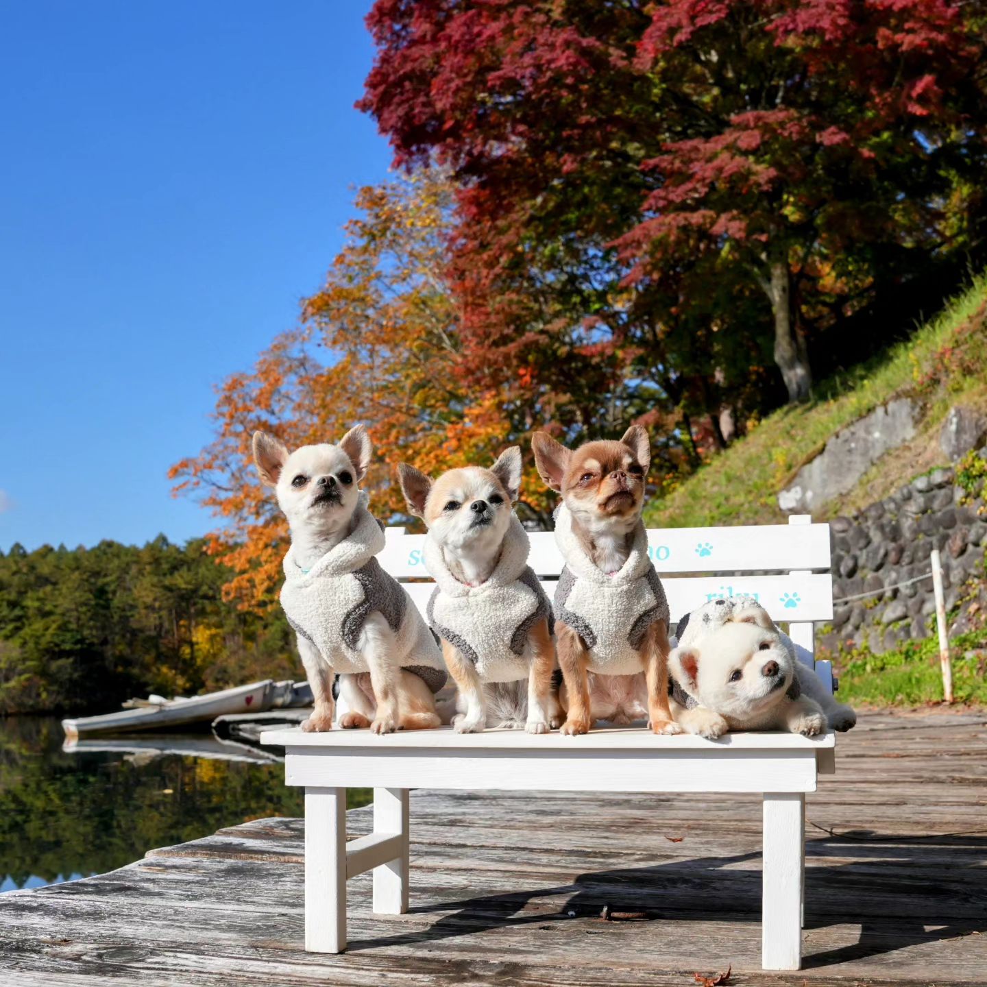 1. A Brief History of the Chihuahua