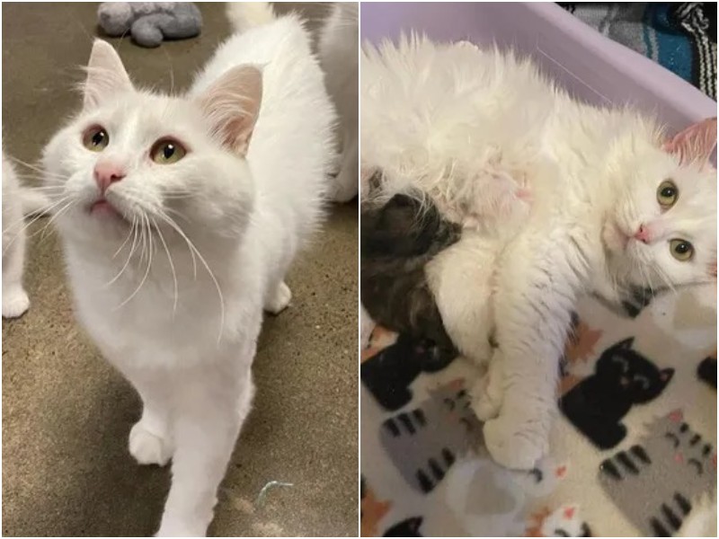 Stray cat nursed its pregnant lover – Amazing