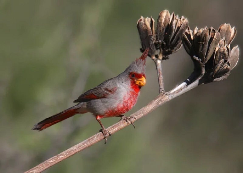 1. The Cardinal’s Cousin