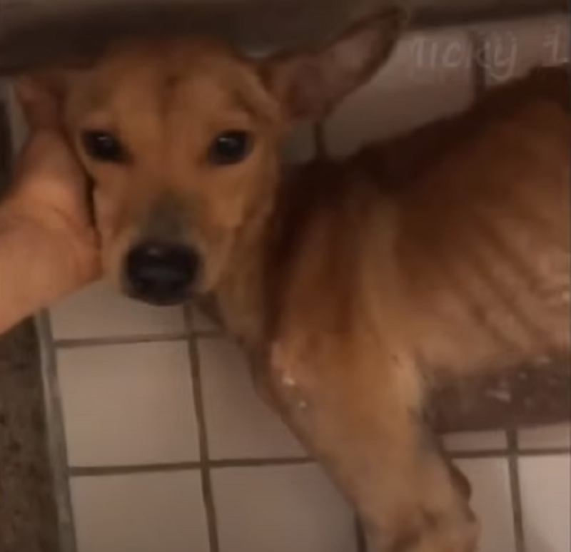 Chained to the Back Door for Over a Month, He Tried to Escape, but Was Hung Upside Down on the Gate – Amazing