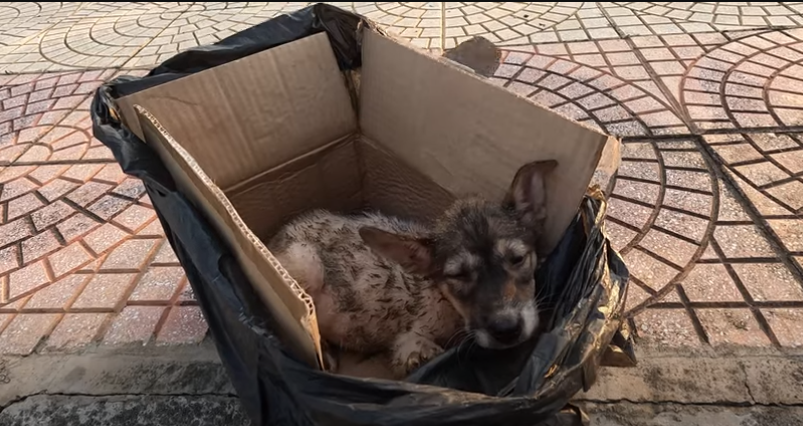 Trying to Save Puppies Who Are Living Their Last Moments in a Cardboard Box on the Street – Amazing