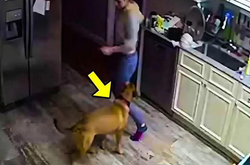 My Wife Said Our Dog Kept Attacking Her — I Installed a Camera and Was Shocked by What I Saw.